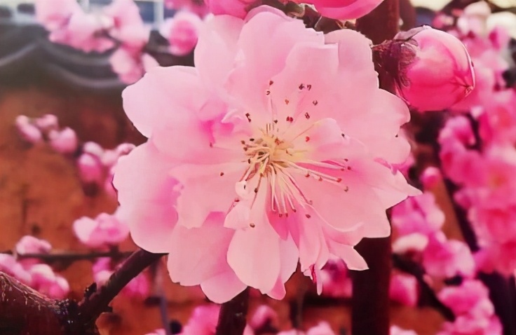 科普：三分钟快速区分桃花，梅花，李花，樱花，杏花，梨花