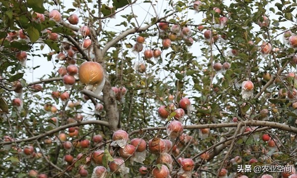 省工而且省力的苹果树简化栽培技术（八苹果树的花果管理）