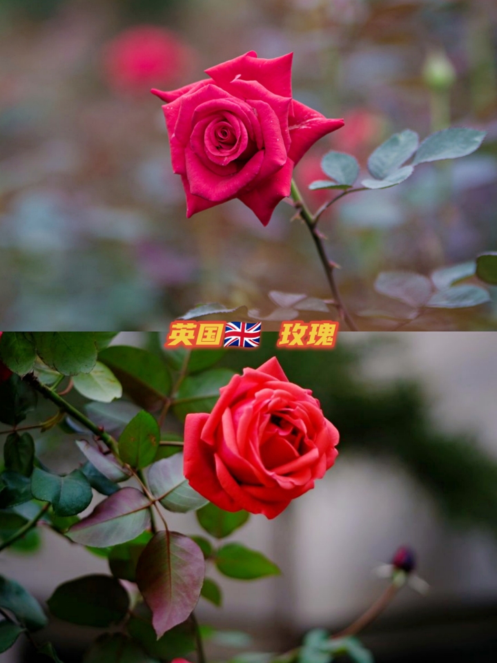 世界各国国花介绍｜北京花艺｜花艺知识