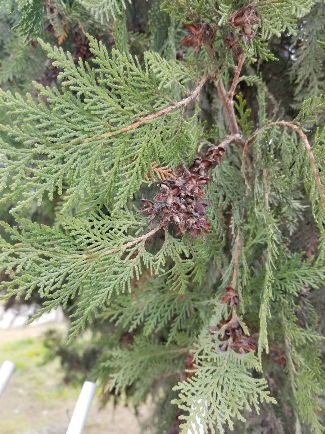 十种植物果实形态辨识，实用！