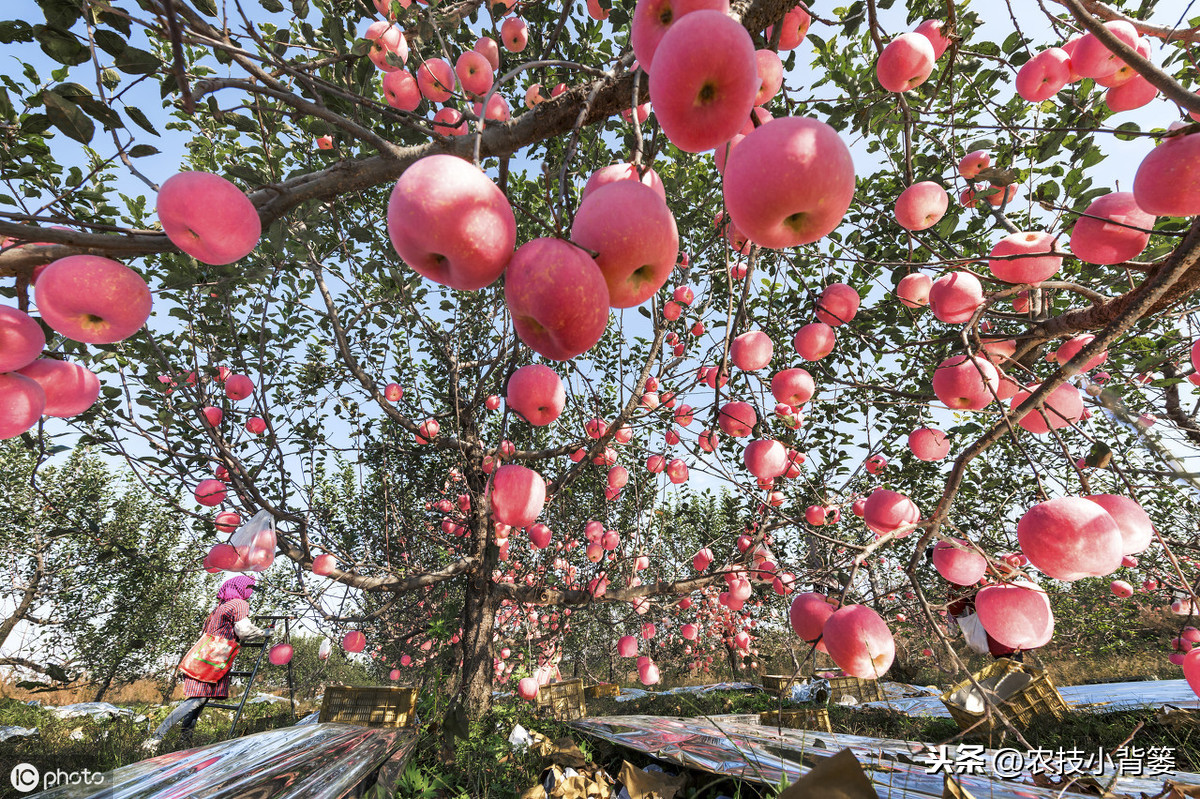 苹果落花落果是哪些原因造成的？如何才能提高苹果坐果率？