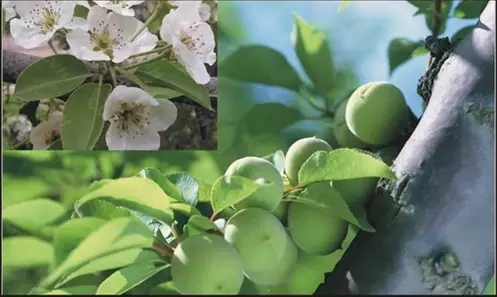 百余种常见花卉植物品种识别