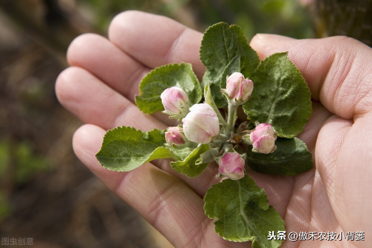 苹果如何疏花疏果才能更好的保花保果？