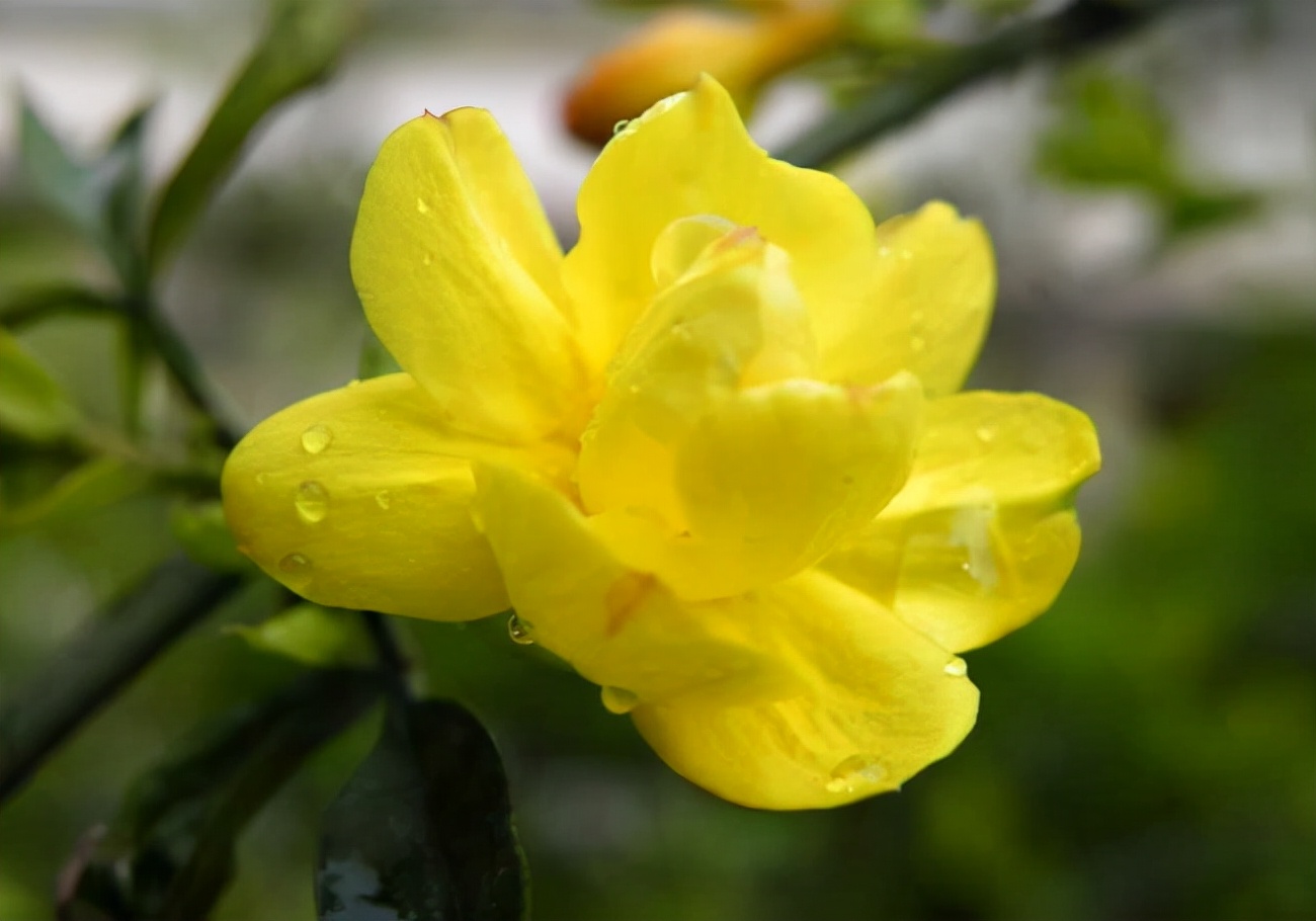 花开岁首 诗意迎春——咏迎春花古诗词赏析（一）