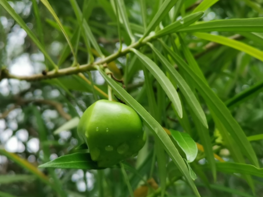 花花世界： 花果皆美丽，切记有毒性