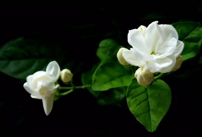 「诗词鉴赏」好一朵美丽的茉莉花