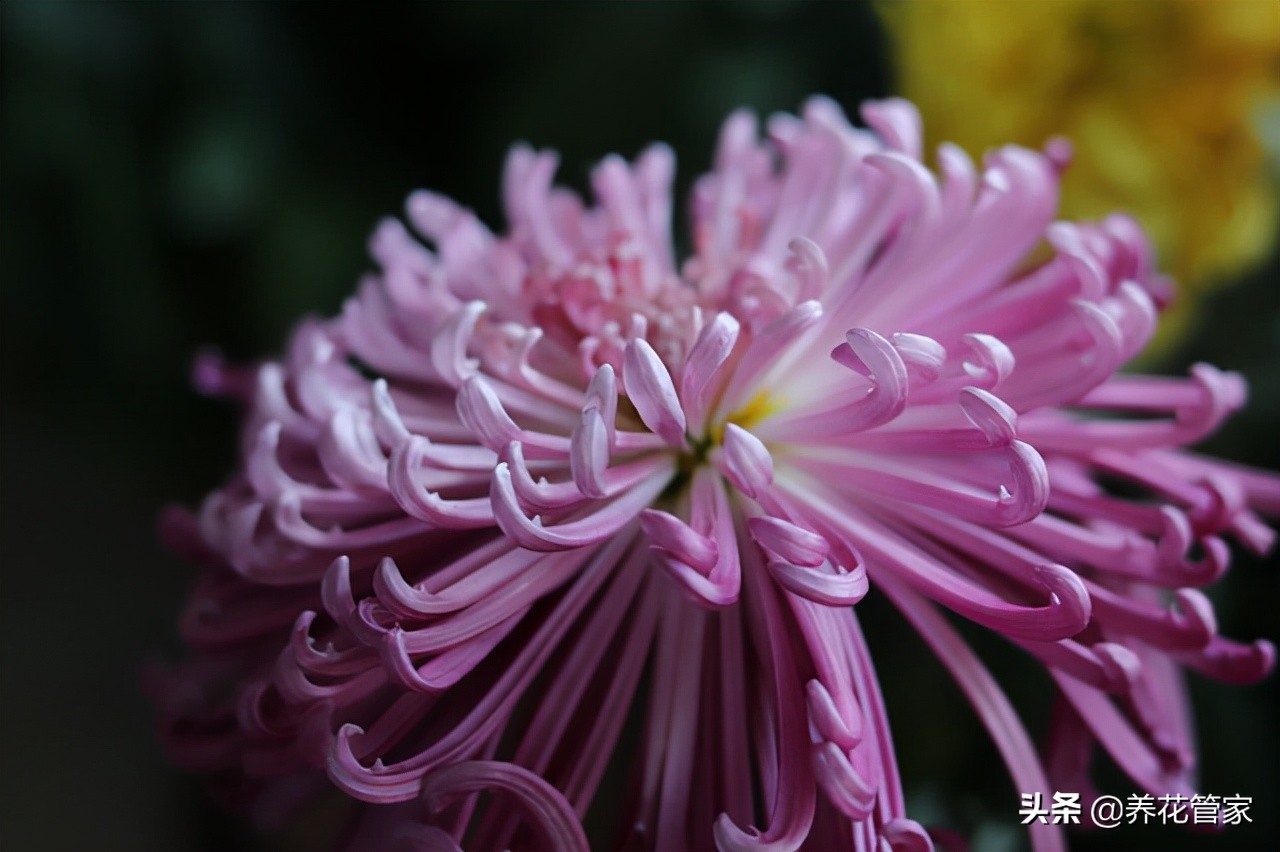 菊花生虫怎么办？不用杀虫剂，家庭3招轻松驱虫