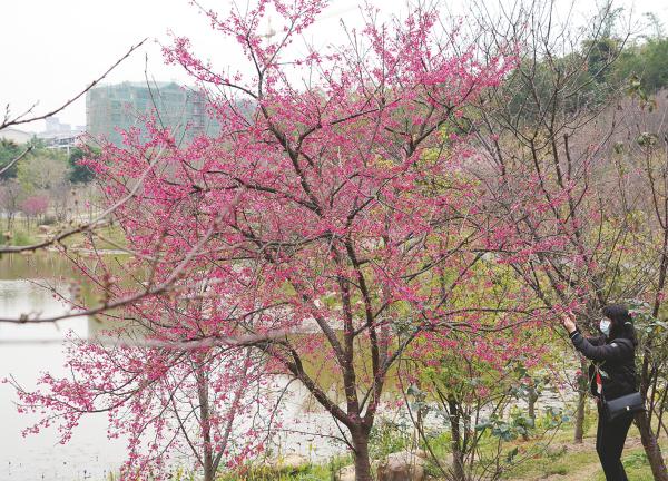 梅花、樱花、金鱼草……南宁春来早，青秀山百花开