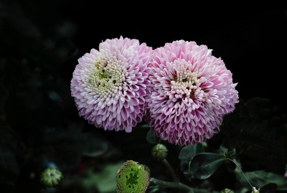 菊花中的开挂品种，名叫球菊，修剪对了生长快开花美