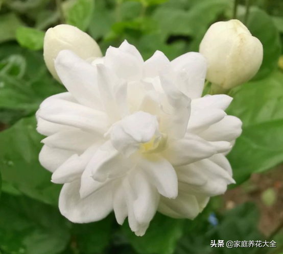 菊花很常见，茉莉也熟知，那菊花茉莉又是啥？