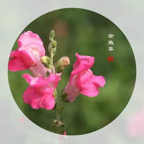 金鱼草——花开有时（103）