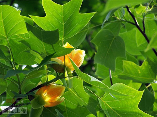 80种常见园林植物 · 景观设计师必知