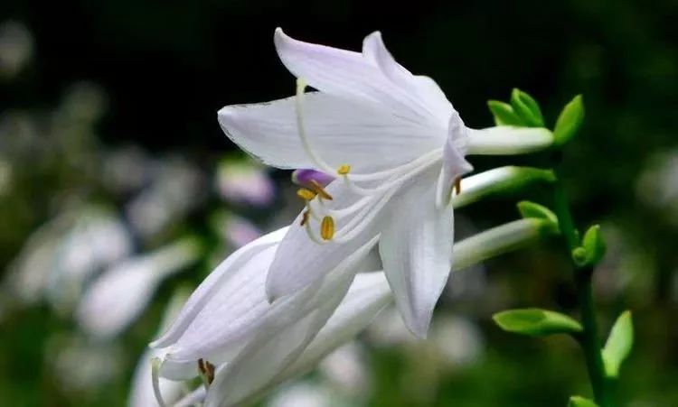 「诗词鉴赏」玉簪花-江南第一花