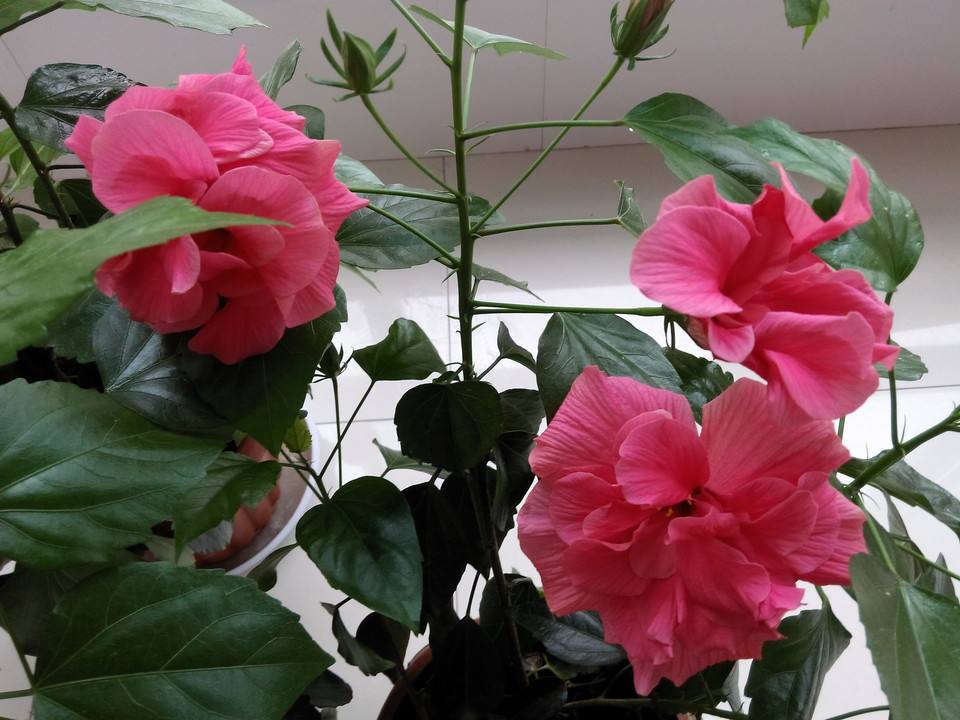 此3种植物，号称木本“开花机器”，四季开花不停，芳香满阳台！
