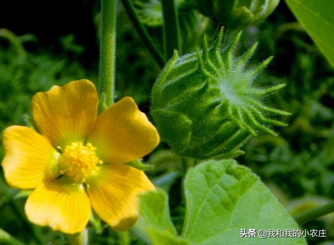 生长在身边几十年的植物您了解多少？不看不知道，还有这么多作用