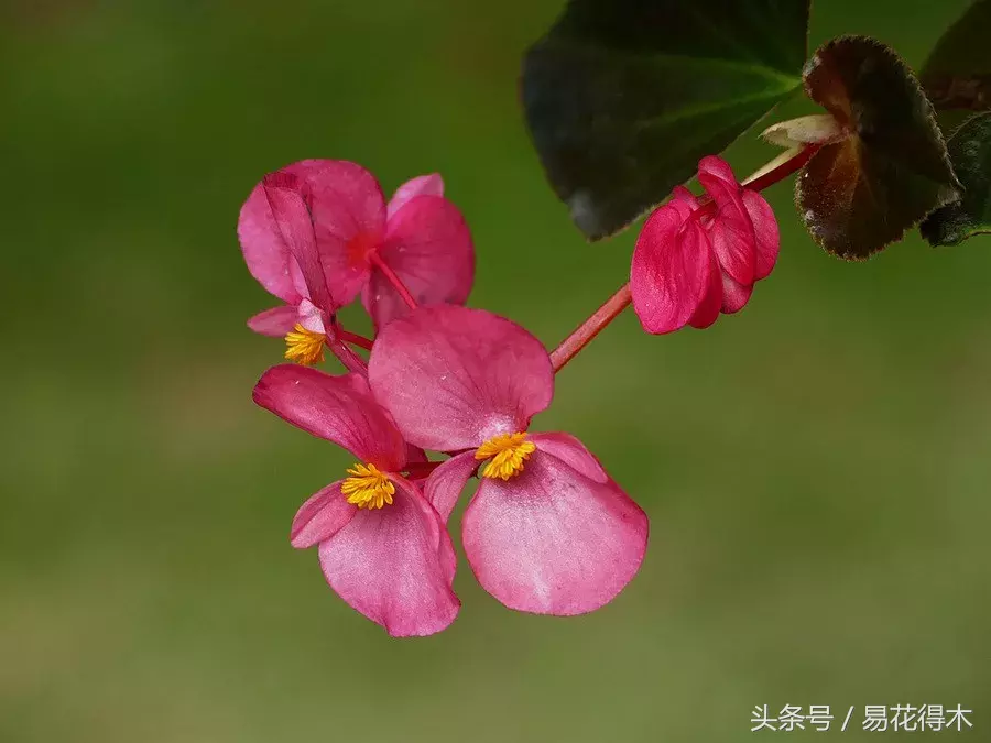 秋海棠的常见种类及鉴赏：“秋雨润海棠，绰约玉肌妆”