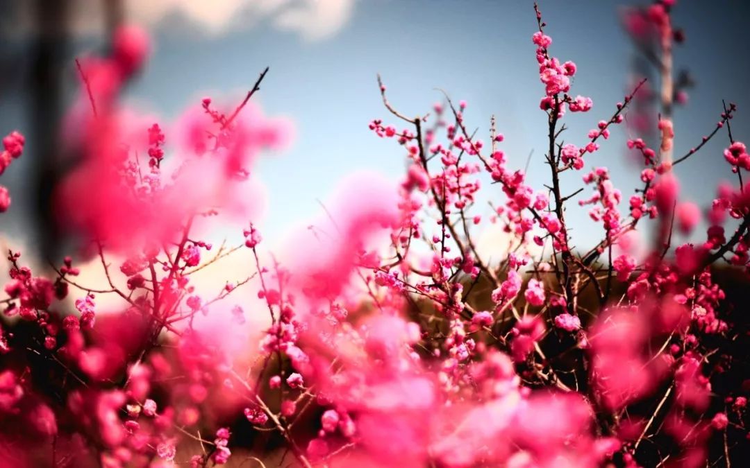 【诗词鉴赏】桃花——春天最明媚耀眼的花