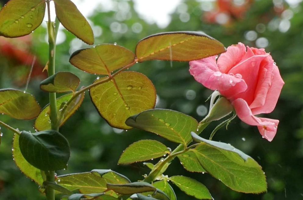 不花钱的水，就适合来养花，但要是方法不对，盆里招虫根全烂