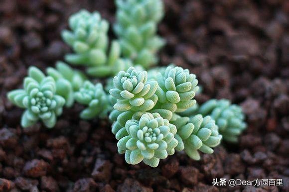 景天科多肉植物景天属：姬星美人、薄雪万年草、春之奇迹、珊瑚珠