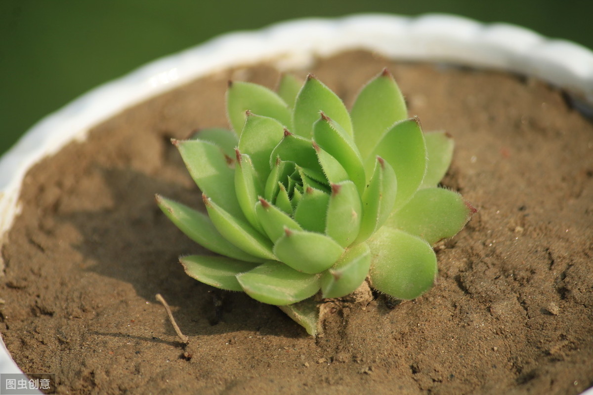 多肉植物侧芽怎么处理？处理后的多肉养护，只需有2步