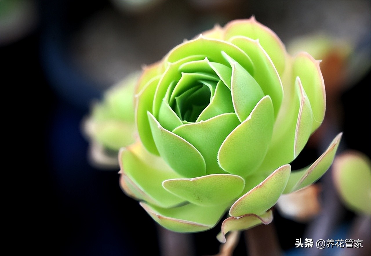 十大最漂亮可爱的多肉植物排名，每一种都美到爆，你家有吗？