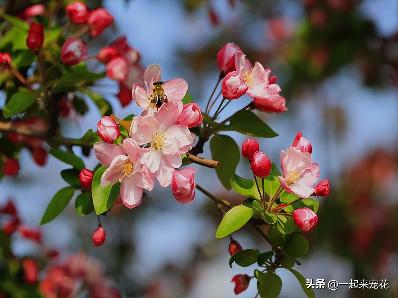 秋海棠花怎么养 ？教你几个小技巧，叶子和花都很美