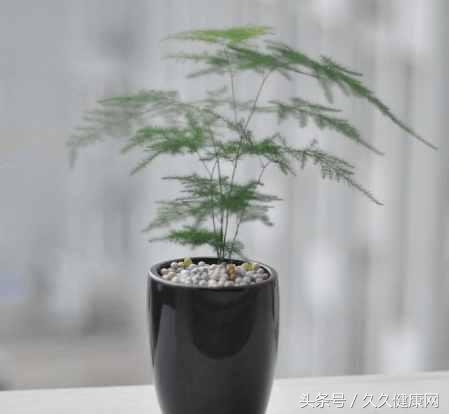 文竹有什么好处 ?文竹可以消灭病菌？这些常见绿植居然有这些作用