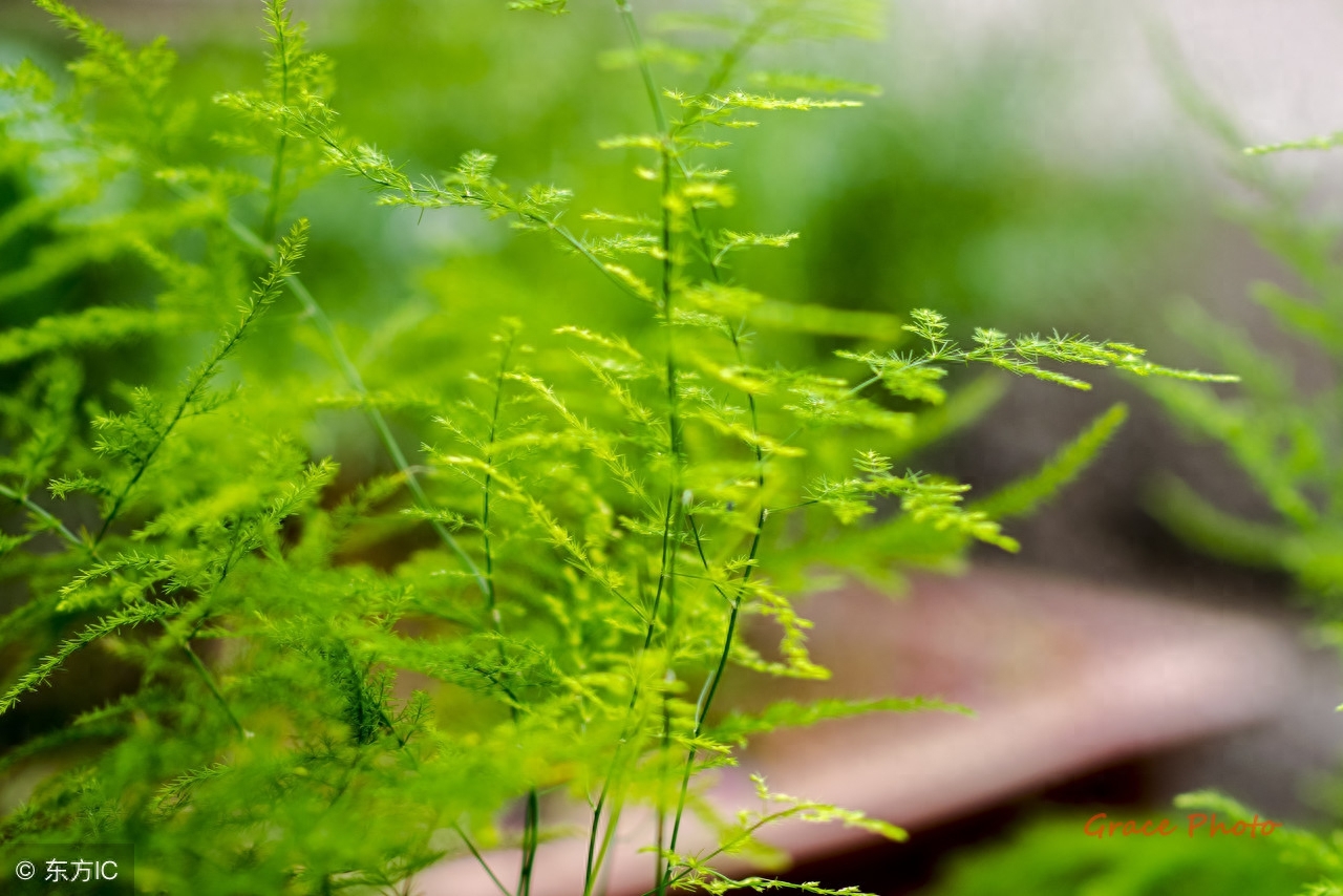 文竹可以室外种植吗？文竹地载的养法！