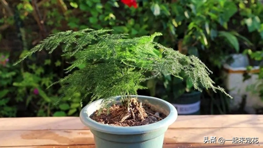 文竹的种植方法 ?夏天养文竹有讲究，牢记掌握这几个小技巧，新芽笋芽挤满花盆