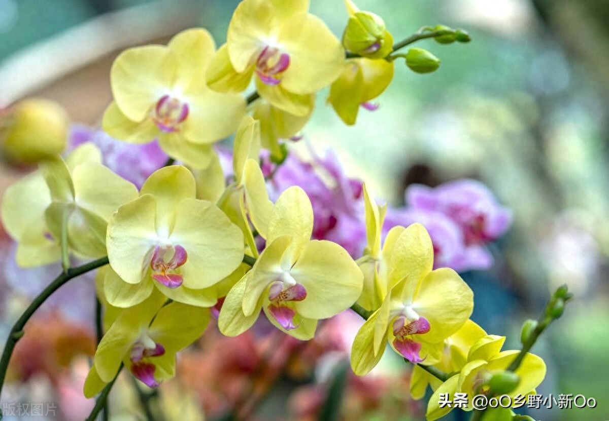 蝴蝶兰花谢后，花杆的处理及继续养护技巧