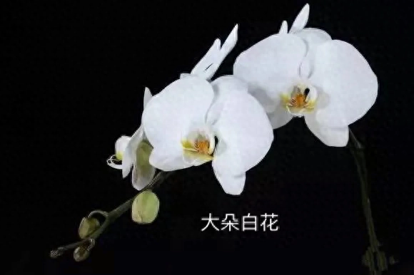 白色蝴蝶兰怎么养? 白花蝴蝶兰介绍