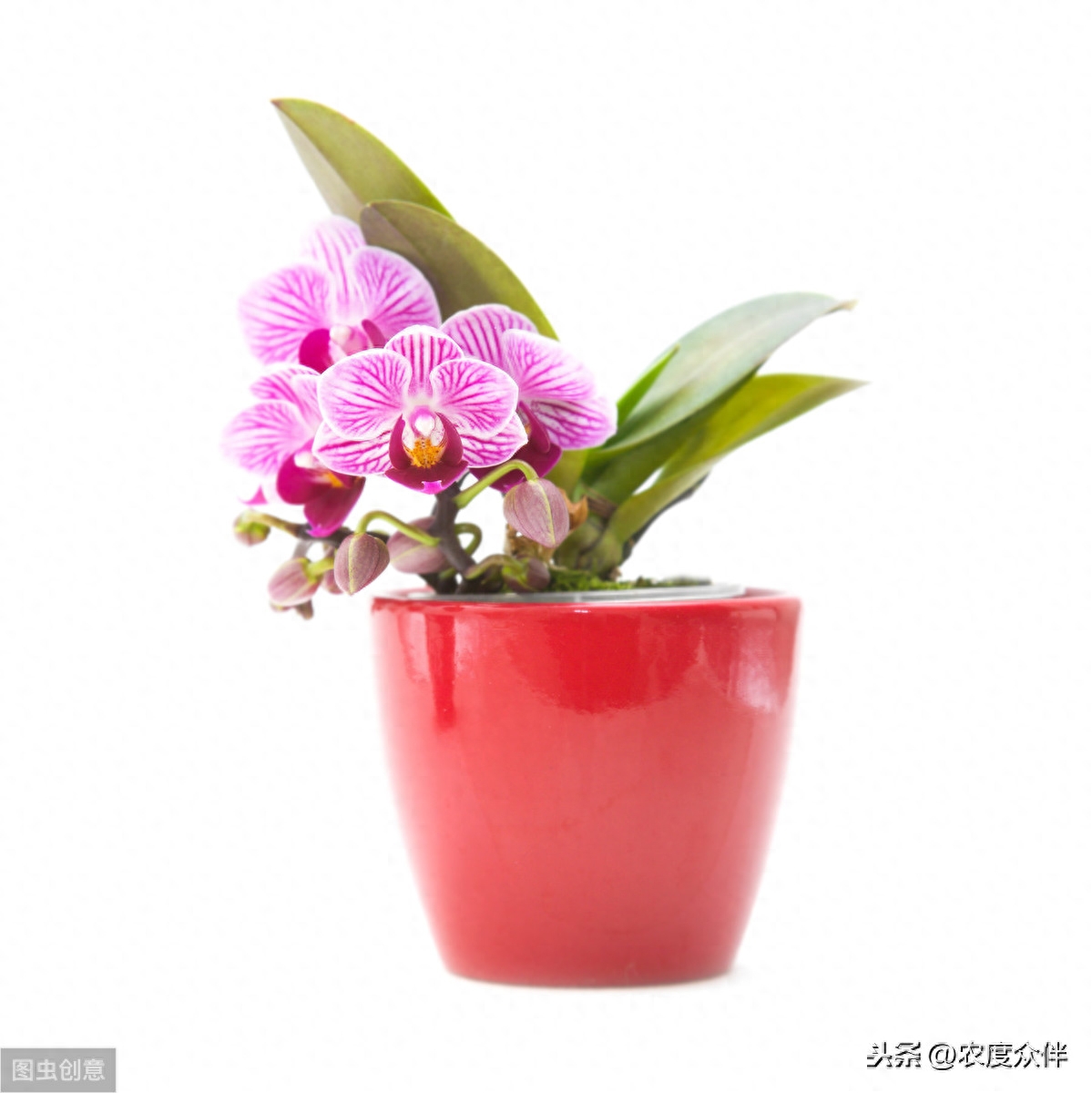 蝴蝶兰是怎么种植的？ 蝴蝶兰栽培要点是什么？