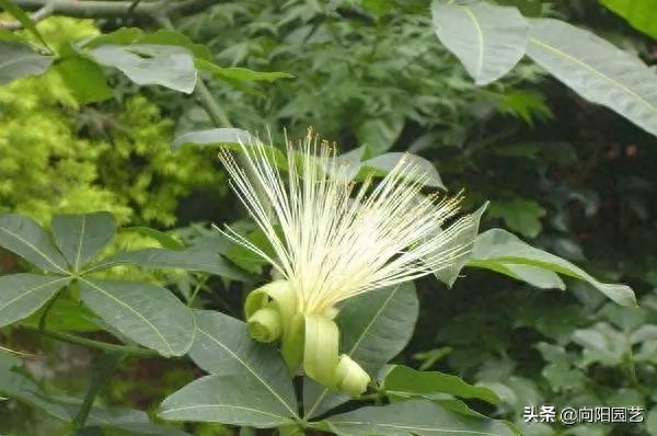 发财树的“秘密”，不仅能开花，还能长果子，教把发财树养结果