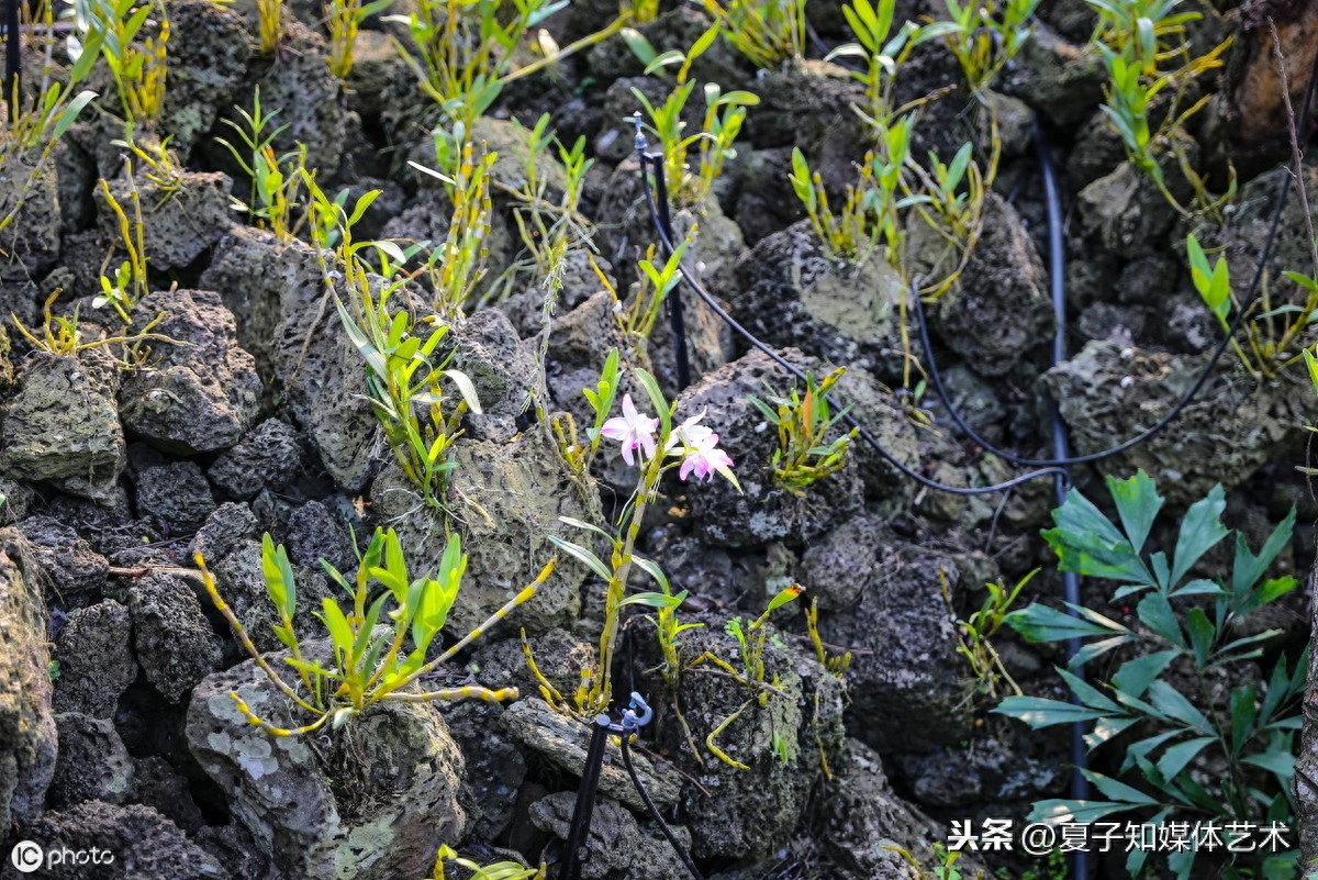 吊兰丨如何种石斛？在家种植的注意事项