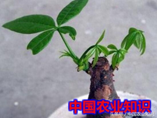 发财树小树桩怎么催芽，怎么让发财树侧面发芽（需要打芽）？