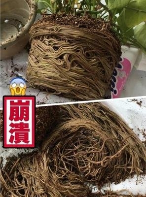 绿萝根系 “霸道”无比能长几十米，换个盆才消停