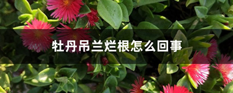 【养花知识营地】牡丹吊兰烂根是怎么回事