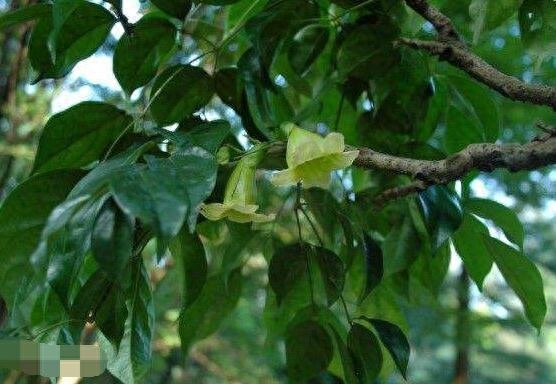 植物 幸福树的品种分类图片，盘点幸福树五大品种