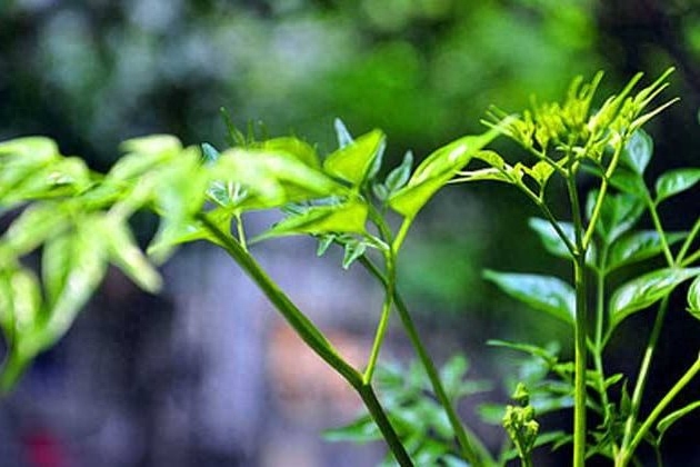 幸福树主干能不能剪，这样剪一刀，长得粗壮又繁茂！