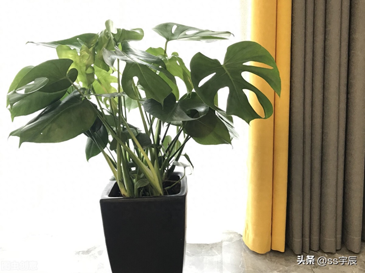 室内观叶植物——龟背竹如何养护