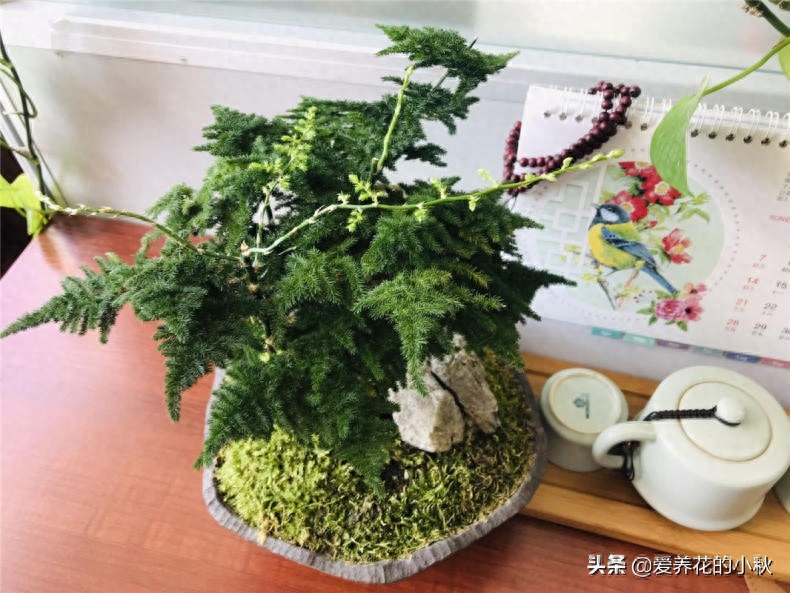 文竹花浇什么水？用3种水来补营养，超油绿