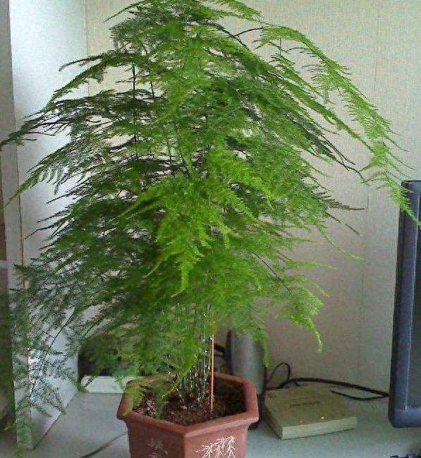 家里文竹养植如何长得枝叶繁茂？3点到位，植株郁郁葱葱