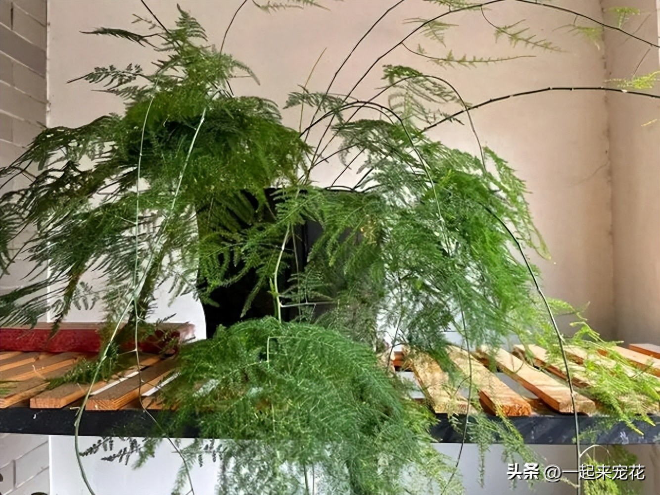 文竹怎么度夏？有“4忌”，牢记掌握枝繁叶茂造型优雅