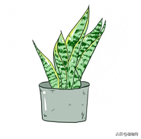 作为一种沙漠植物，虎皮兰叶子为什么发黄 ？