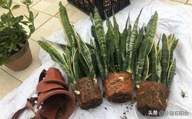 虎皮兰怎么养得好 ？4点要记好，才能叶片肥厚、油亮，侧芽呼呼窜满盆！