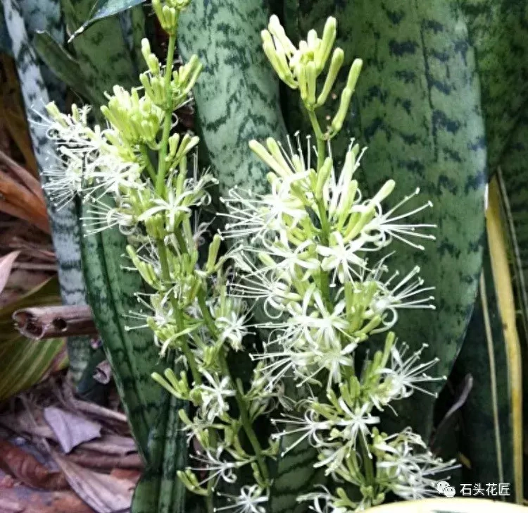 虎皮兰用什么水浇 ？自制“2种水”浇灌，年年能开花，一年多出20盆