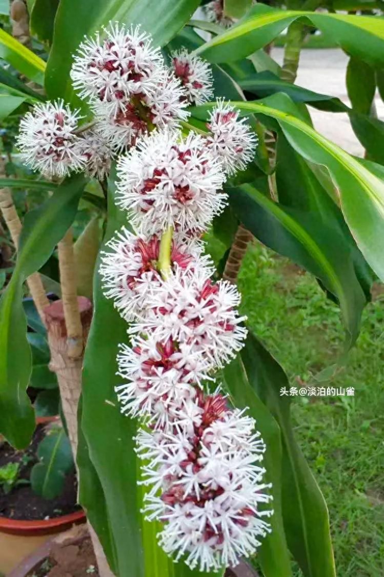 巴西木有花吗?罕见！巴西木开花了！富贵长寿，吉祥如意。