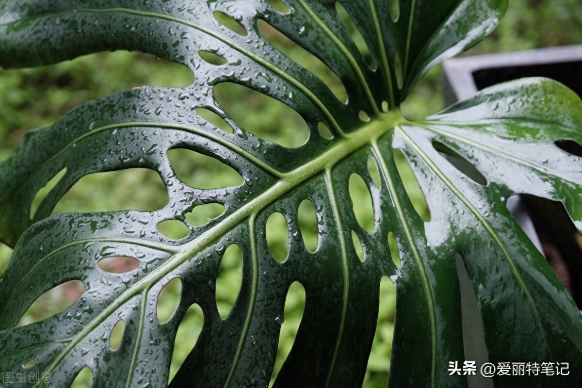 龟背竹观赏价值极高，还能净化空气，不过杆子有毒，养护需谨慎