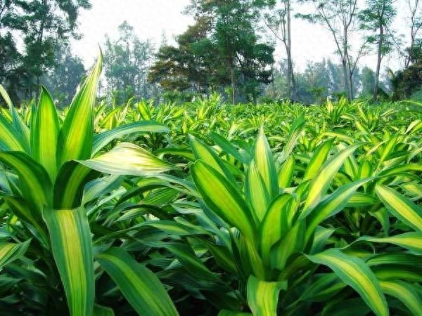 巴西木盆栽技术 ，种植养护观赏系列之——（巴西木篇）