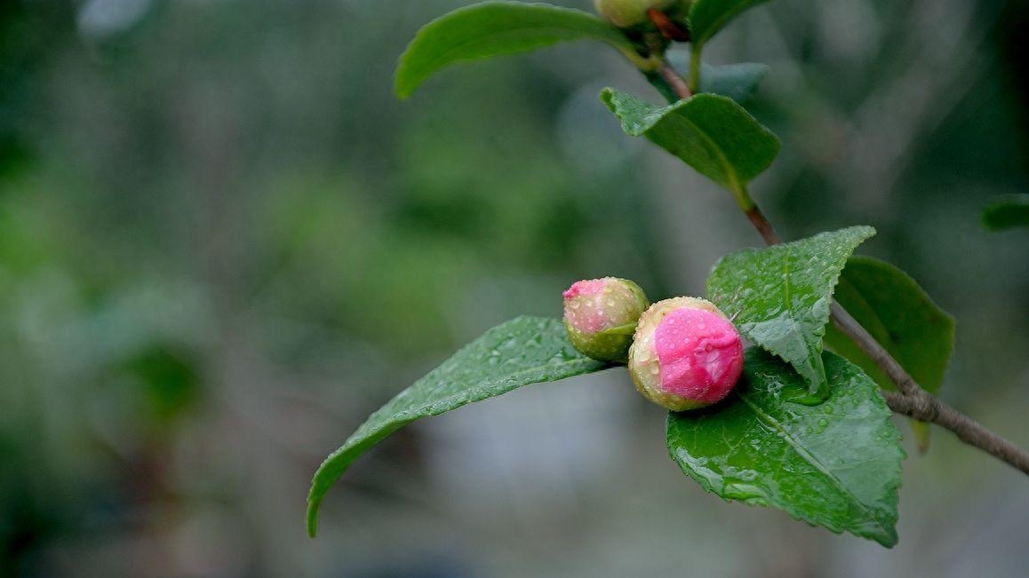 虎皮兰怕水吗 ？虎皮兰最怕“三种水”，室内养护需避开